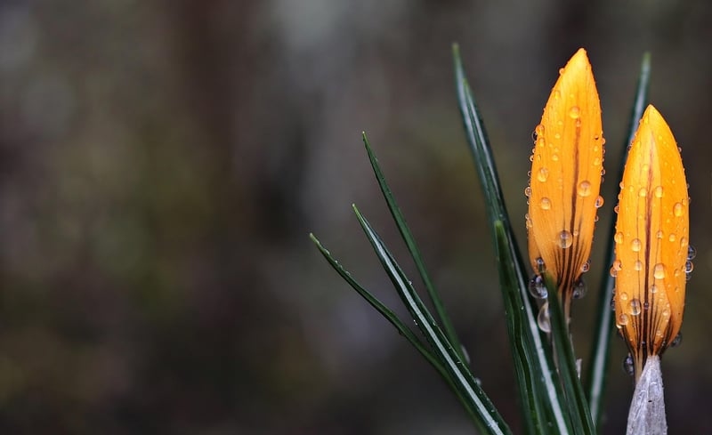 Natural Elements